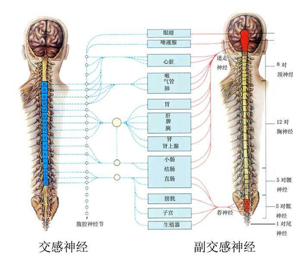 腰交感神经节位置图片图片